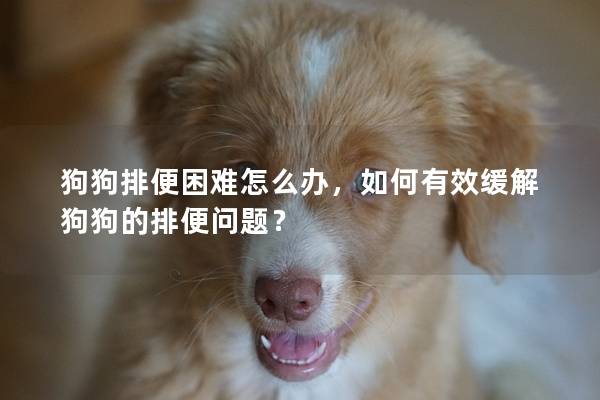 狗狗排便困难怎么办，如何有效缓解狗狗的排便问题？