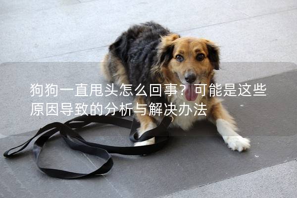 狗狗一直甩头怎么回事？可能是这些原因导致的分析与解决办法