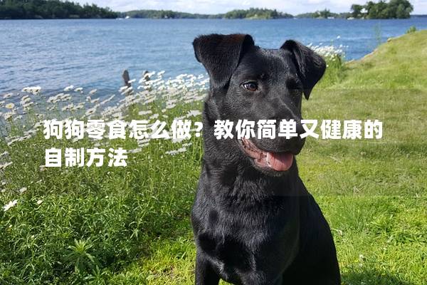 狗狗零食怎么做？教你简单又健康的自制方法