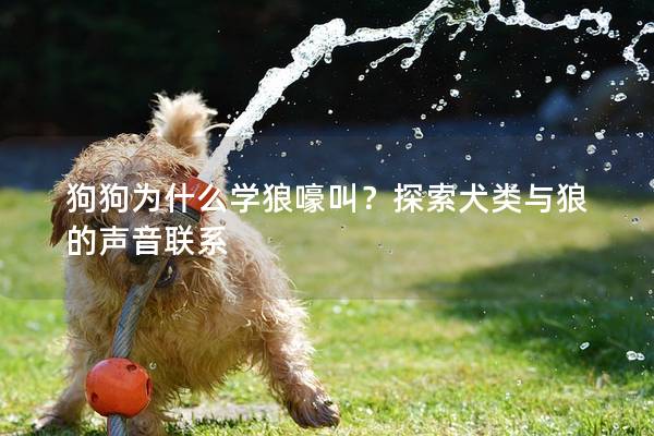 狗狗为什么学狼嚎叫？探索犬类与狼的声音联系