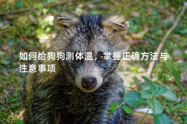 如何给狗狗测体温，掌握正确方法与注意事项