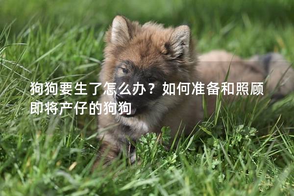 狗狗要生了怎么办？如何准备和照顾即将产仔的狗狗