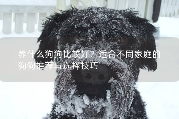 养什么狗狗比较好？适合不同家庭的狗狗推荐与选择技巧