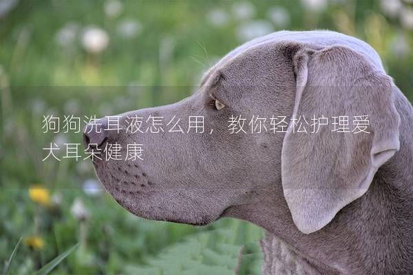 狗狗洗耳液怎么用，教你轻松护理爱犬耳朵健康