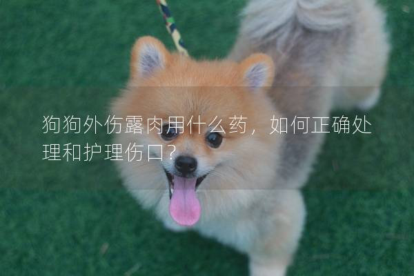 狗狗外伤露肉用什么药，如何正确处理和护理伤口？