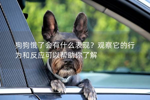 狗狗饿了会有什么表现？观察它的行为和反应可以帮助你了解