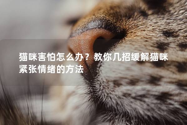 猫咪害怕怎么办？教你几招缓解猫咪紧张情绪的方法