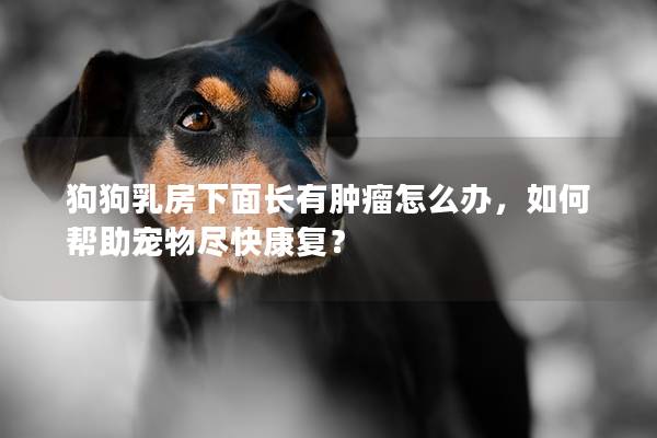 狗狗乳房下面长有肿瘤怎么办，如何帮助宠物尽快康复？
