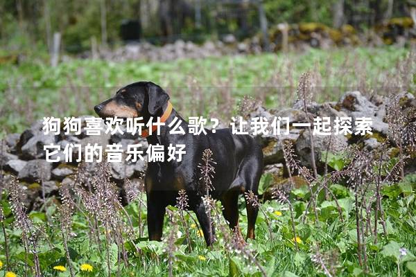 狗狗喜欢听什么歌？让我们一起探索它们的音乐偏好