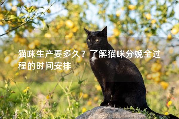 猫咪生产要多久？了解猫咪分娩全过程的时间安排