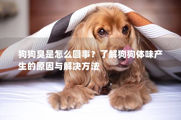 狗狗臭是怎么回事？了解狗狗体味产生的原因与解决方法