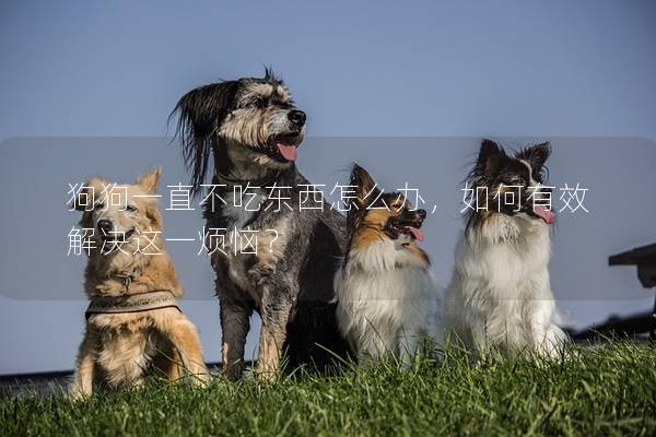 狗狗一直不吃东西怎么办，如何有效解决这一烦恼？