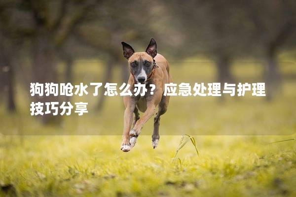 狗狗呛水了怎么办？应急处理与护理技巧分享