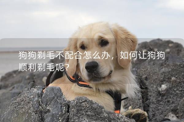 狗狗剃毛不配合怎么办，如何让狗狗顺利剃毛呢？