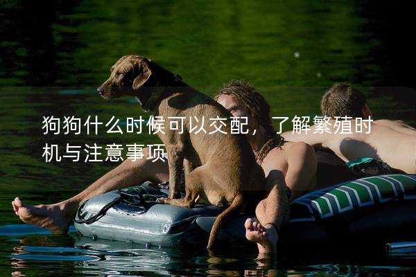 狗狗什么时候可以交配，了解繁殖时机与注意事项
