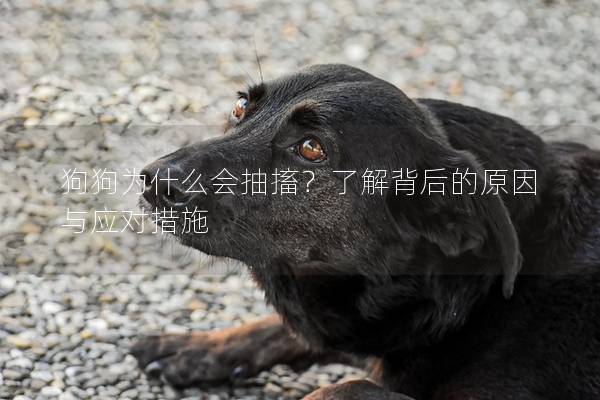 狗狗为什么会抽搐？了解背后的原因与应对措施