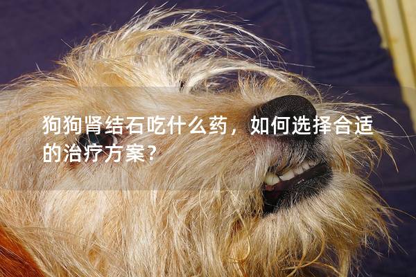 狗狗肾结石吃什么药，如何选择合适的治疗方案？