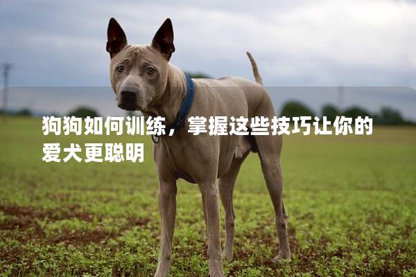 狗狗如何训练，掌握这些技巧让你的爱犬更聪明