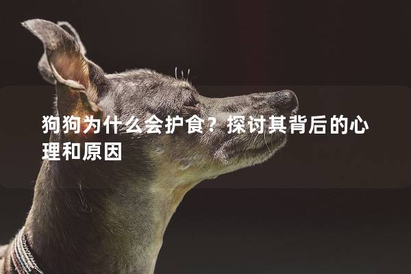 狗狗为什么会护食？探讨其背后的心理和原因