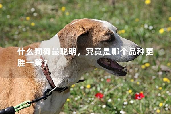 什么狗狗最聪明，究竟是哪个品种更胜一筹？