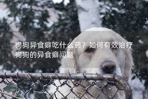 狗狗异食癖吃什么药？如何有效治疗狗狗的异食癖问题