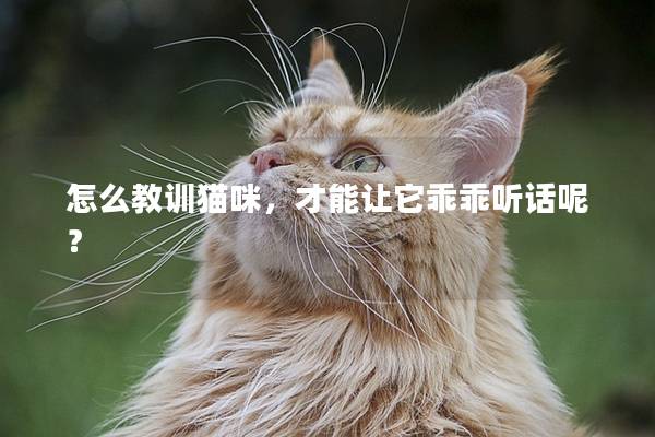 怎么教训猫咪，才能让它乖乖听话呢？