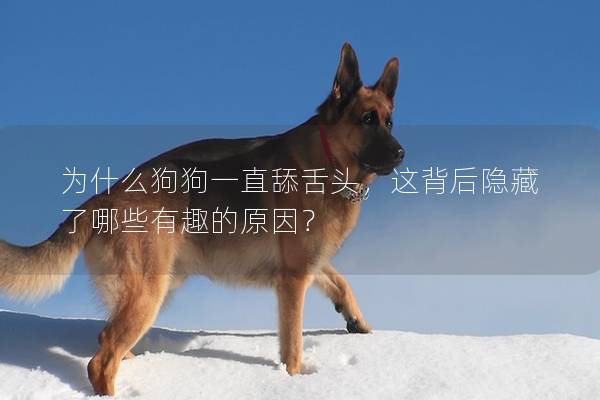为什么狗狗一直舔舌头，这背后隐藏了哪些有趣的原因？