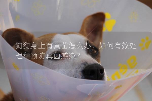 狗狗身上有真菌怎么办，如何有效处理和预防真菌感染？