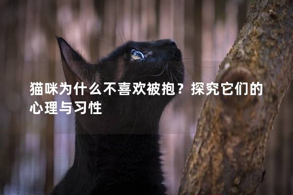 猫咪为什么不喜欢被抱？探究它们的心理与习性