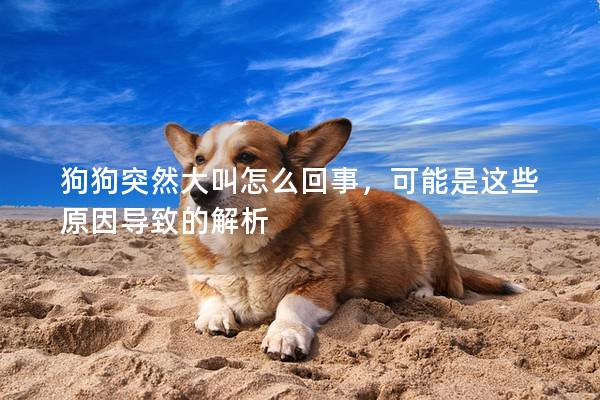 狗狗突然大叫怎么回事，可能是这些原因导致的解析