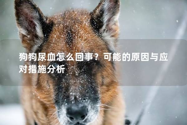 狗狗尿血怎么回事？可能的原因与应对措施分析