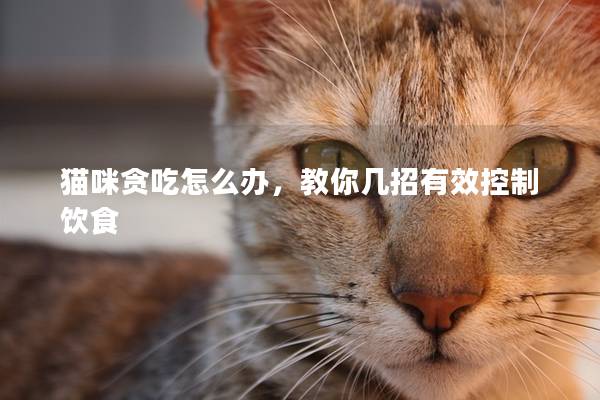 猫咪贪吃怎么办，教你几招有效控制饮食