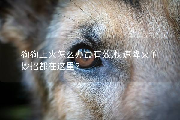 狗狗上火怎么办最有效,快速降火的妙招都在这里？
