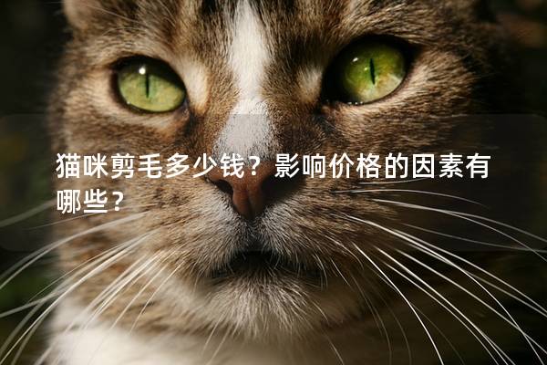 猫咪剪毛多少钱？影响价格的因素有哪些？