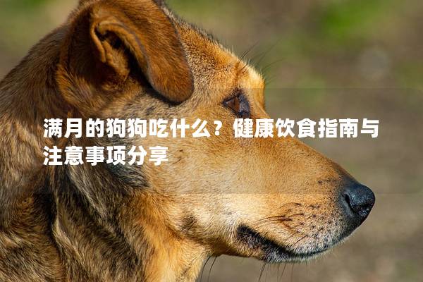 满月的狗狗吃什么？健康饮食指南与注意事项分享