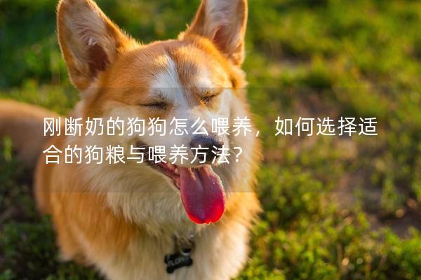 刚断奶的狗狗怎么喂养，如何选择适合的狗粮与喂养方法？