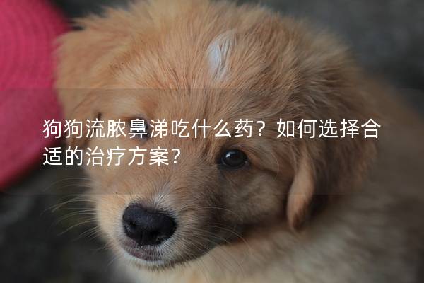 狗狗流脓鼻涕吃什么药？如何选择合适的治疗方案？