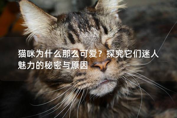 猫咪为什么那么可爱？探究它们迷人魅力的秘密与原因