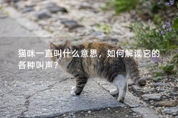 猫咪一直叫什么意思，如何解读它的各种叫声？