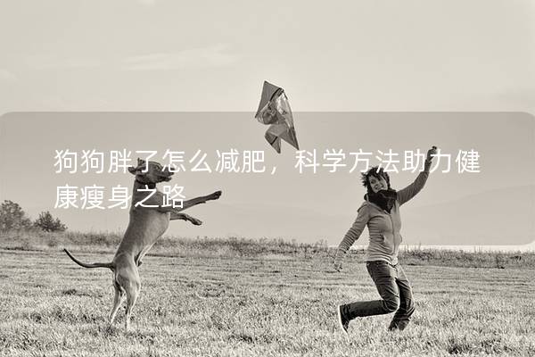 狗狗胖了怎么减肥，科学方法助力健康瘦身之路