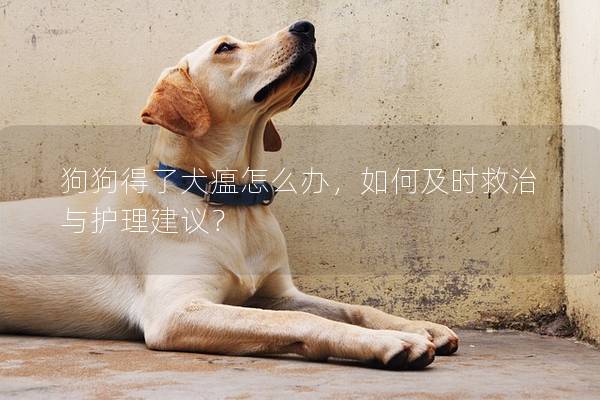 狗狗得了犬瘟怎么办，如何及时救治与护理建议？