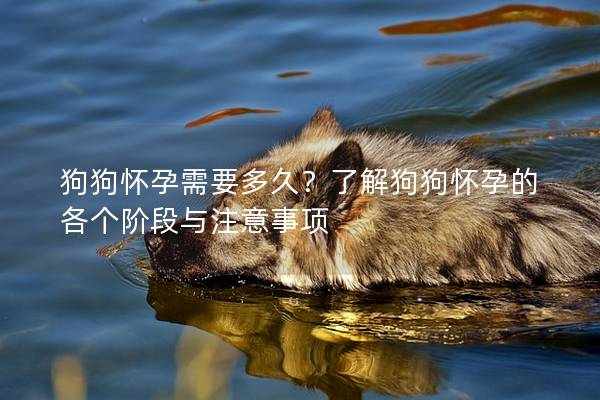 狗狗怀孕需要多久？了解狗狗怀孕的各个阶段与注意事项