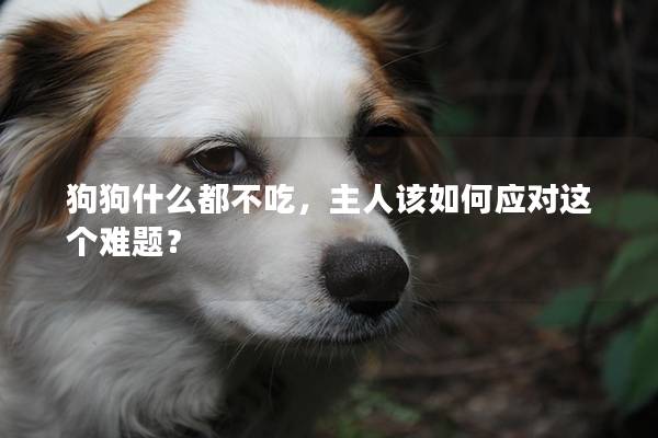 狗狗什么都不吃，主人该如何应对这个难题？