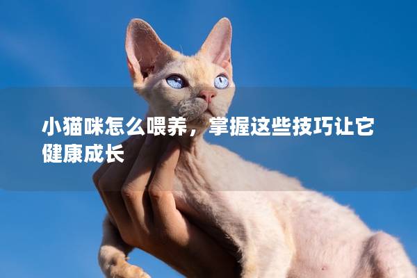 小猫咪怎么喂养，掌握这些技巧让它健康成长