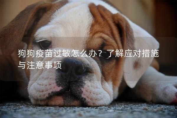 狗狗疫苗过敏怎么办？了解应对措施与注意事项