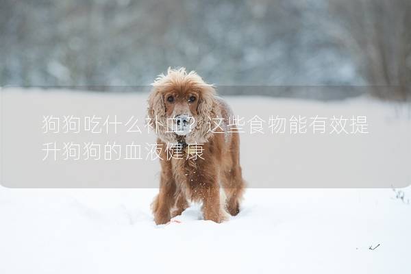狗狗吃什么补血？这些食物能有效提升狗狗的血液健康