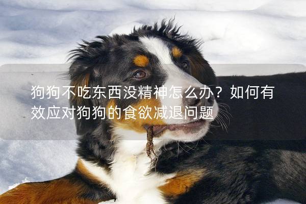 狗狗不吃东西没精神怎么办？如何有效应对狗狗的食欲减退问题
