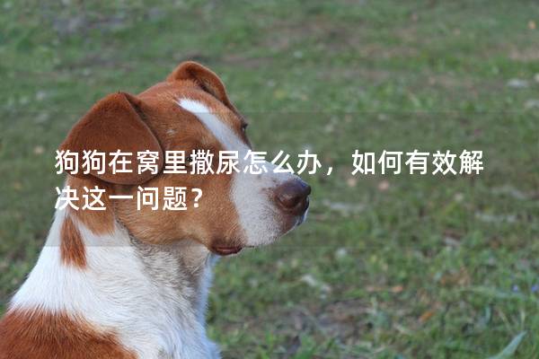 狗狗在窝里撒尿怎么办，如何有效解决这一问题？