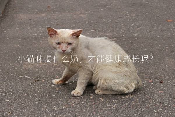 小猫咪喝什么奶，才能健康成长呢？