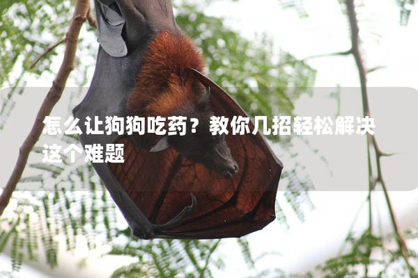 怎么让狗狗吃药？教你几招轻松解决这个难题